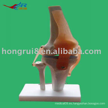 Modelo de articulación de rodilla de tamaño natural